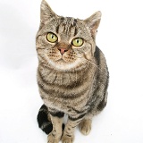 British Shorthair Brown Spotted cat