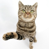 British Shorthair Brown Spotted cat