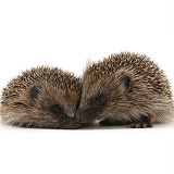 Pair of young Hedgehogs