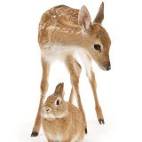 Fallow Deer fawn and Sandy rabbit