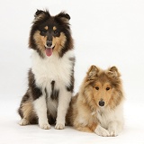 Rough Collies