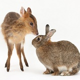 Muntjac deer fawn and agouti rabbit