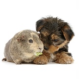 Yorkie pup with Guinea pig
