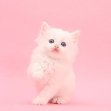 White kitten on pink background
