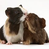 Tortoiseshell and chocolate baby Guinea pigs kissing