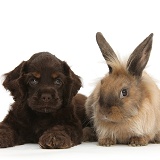 American Cocker Spaniel pup and Lionhead-cross rabbit