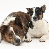 Mongrel dog and Jack Russell