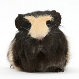 Black-and-yellow Guinea pig with interesting markings