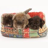 American Cocker Spaniel pup, rabbit and Guinea pig