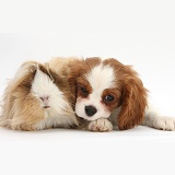 King Charles Spaniel pup and Guinea pig
