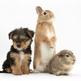 Yorkie-cross pup with rabbit and Guinea pig