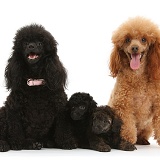 Toy Poodle family