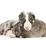 Border Collie pup and agouti Lop rabbit