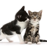 Tabby kitten with black-and-white kitten