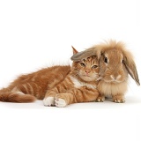 Ginger kitten lying with Sandy Lionhead rabbit