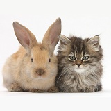 Tabby kitten, 10 weeks old, and young rabbit