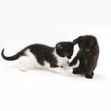 Black kitten playing with black-and-white kitten