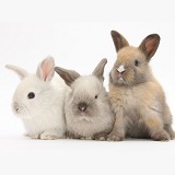 Three baby rabbits