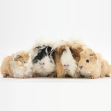 Long-haired mother and father Guinea pig with babies