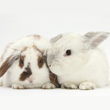 White and brown-and-white rabbits