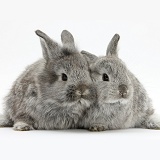 Two silver young rabbits