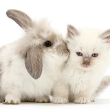 Young windmill-eared rabbit and matching kitten