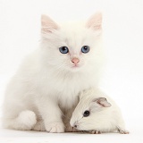 Baby white Guinea pig and white kitten