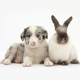 Merle Border Collie pup with colourpoint rabbit