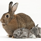 Agouti mother rabbit with two silver babies