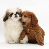 Pekingese pup and Poodle pup