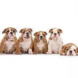 Five Bulldog pups, 8 weeks old