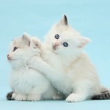 Ragdoll-cross kittens on blue background