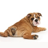 Bulldog pup, 11 weeks old, sprawled out and looking round