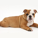 Bulldog pup, 11 weeks old, lying with head up
