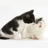 Black-and-white kitten with black-and-white Guinea pig