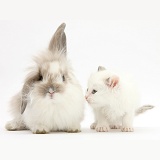 Young windmill-eared rabbit and white kitten