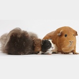 Mother and father Guinea pigs two babies