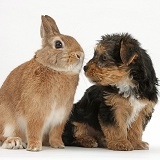Yorkie pup and rabbit