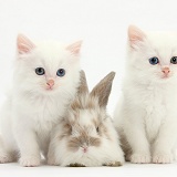 White kittens and baby rabbit