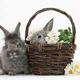 Young Silver Lionhead rabbits in a basket with flowers