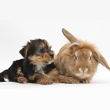 Yorkie pup with sandy Lionhead-cross rabbit