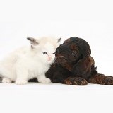 Cockapoo pup and Ragdoll-cross kitten