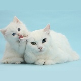 Mother white cat and kitten on blue background