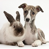 Brindle-and-white Whippet pup and rabbit