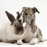 Brindle-and-white Whippet pup and rabbit