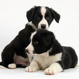 Black-and-white Border Collie pups, 6 weeks old
