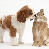 King Charles Spaniel pup and Netherland dwarf rabbit