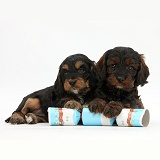 Cockapoo pups with paws over a Christmas cracker