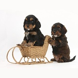 Cockapoo pups playing with a wicker toy sledge