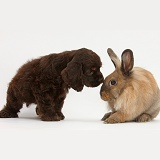 American Cocker Spaniel pup and Lionhead-cross rabbit